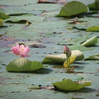 Nelumbo nucifera Gaertn.